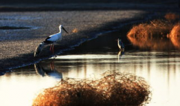 如止水,探寻宁静之美的诗意人生